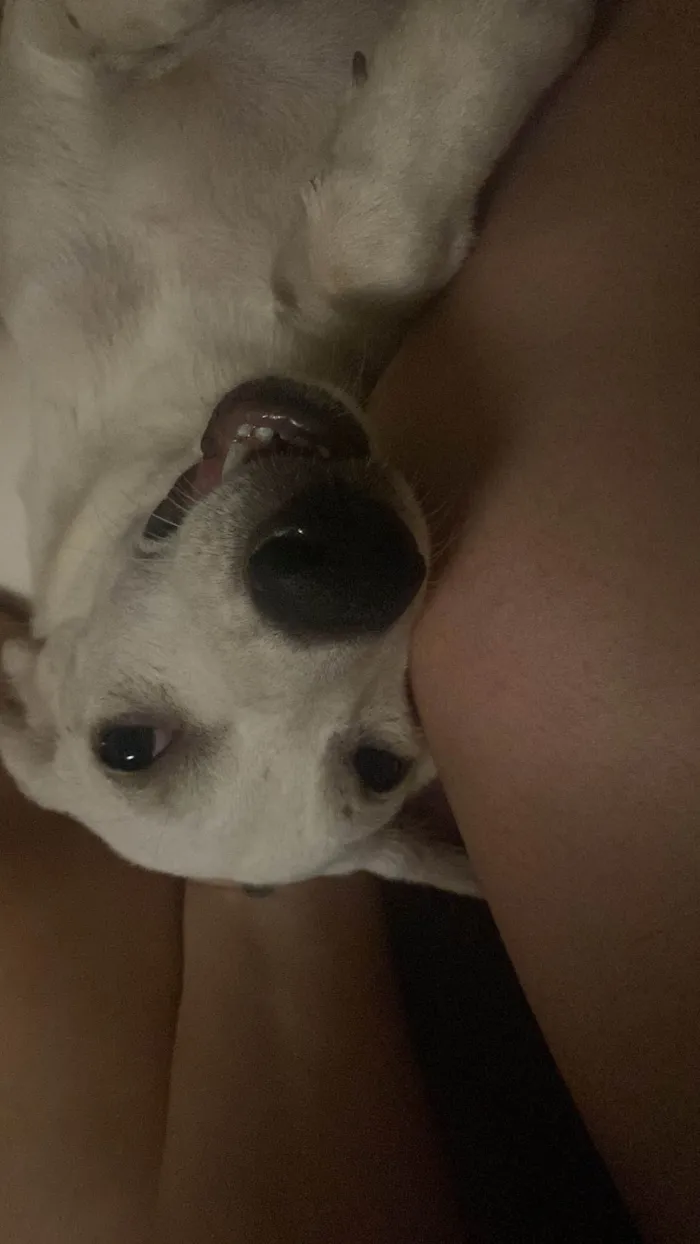 Cachorro ra a SRD-ViraLata idade 7 a 11 meses nome Pitaya
