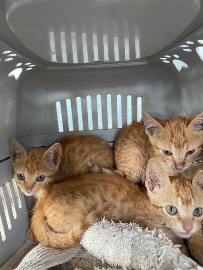 Gato ra a SRD-ViraLata idade Abaixo de 2 meses nome 5 Filhotes