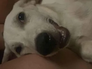 Cachorro raça SRD-ViraLata idade 7 a 11 meses nome Pitaya