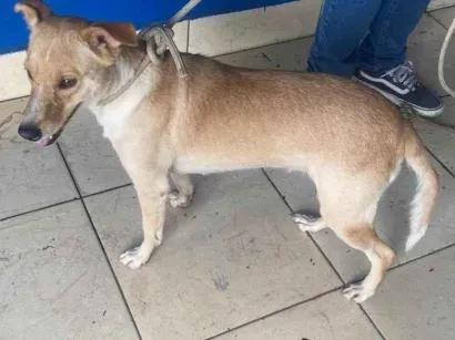Cachorro raça SRD-ViraLata idade 1 ano nome N sei nome 