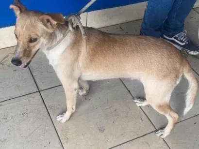 Cachorro raça SRD-ViraLata idade 7 a 11 meses nome N sei nome 