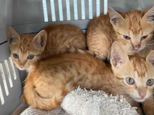 Gato raça SRD-ViraLata idade Abaixo de 2 meses nome 5 Filhotes
