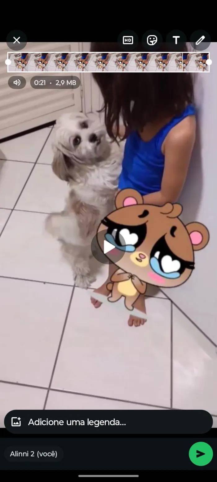 Cachorro ra a Lhasa Apso idade 6 ou mais anos nome Meg