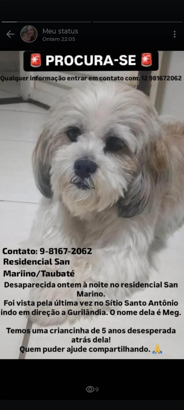 Cachorro ra a Lhasa Apso idade 6 ou mais anos nome Meg