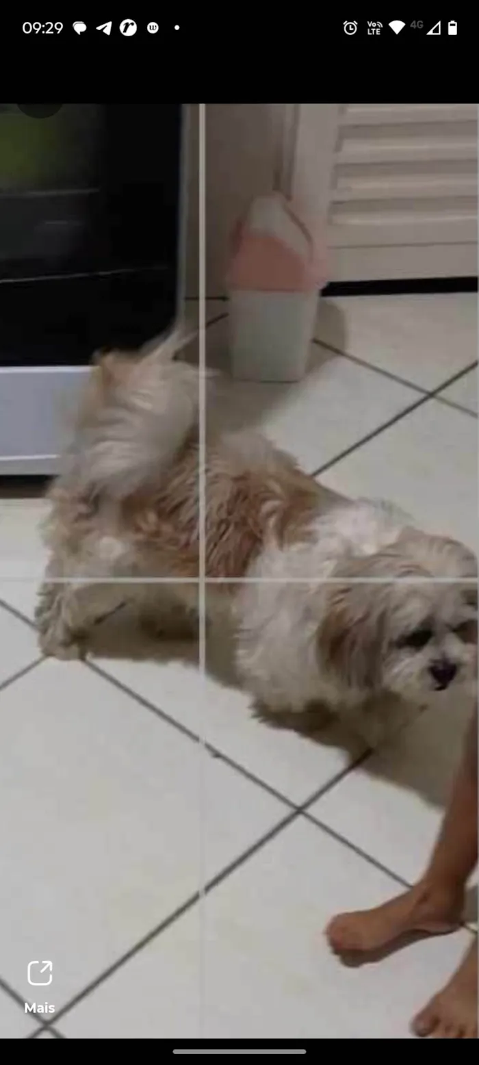 Cachorro ra a Lhasa Apso idade 6 ou mais anos nome Meg