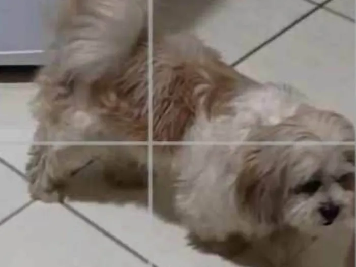 Cachorro ra a Lhasa Apso idade 6 ou mais anos nome Meg