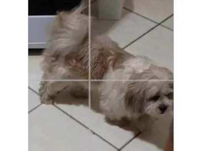 Cachorro raça Lhasa Apso idade 6 ou mais anos nome Meg