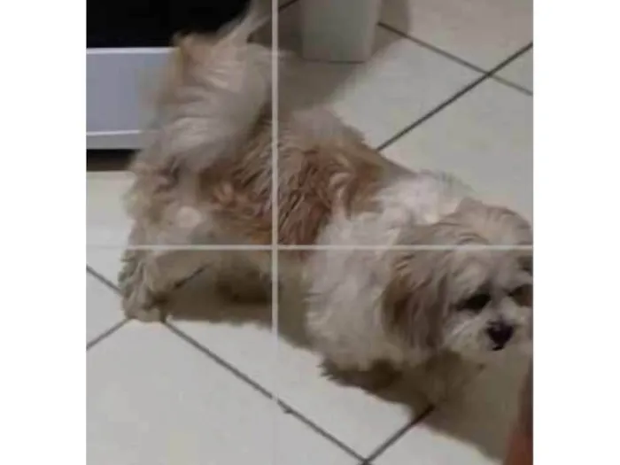 Cachorro ra a Lhasa Apso idade 6 ou mais anos nome Meg
