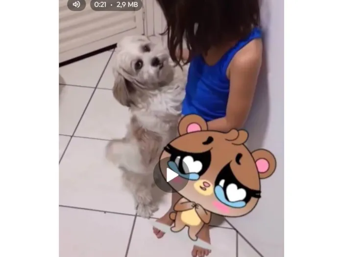 Cachorro ra a Lhasa Apso idade 6 ou mais anos nome Meg