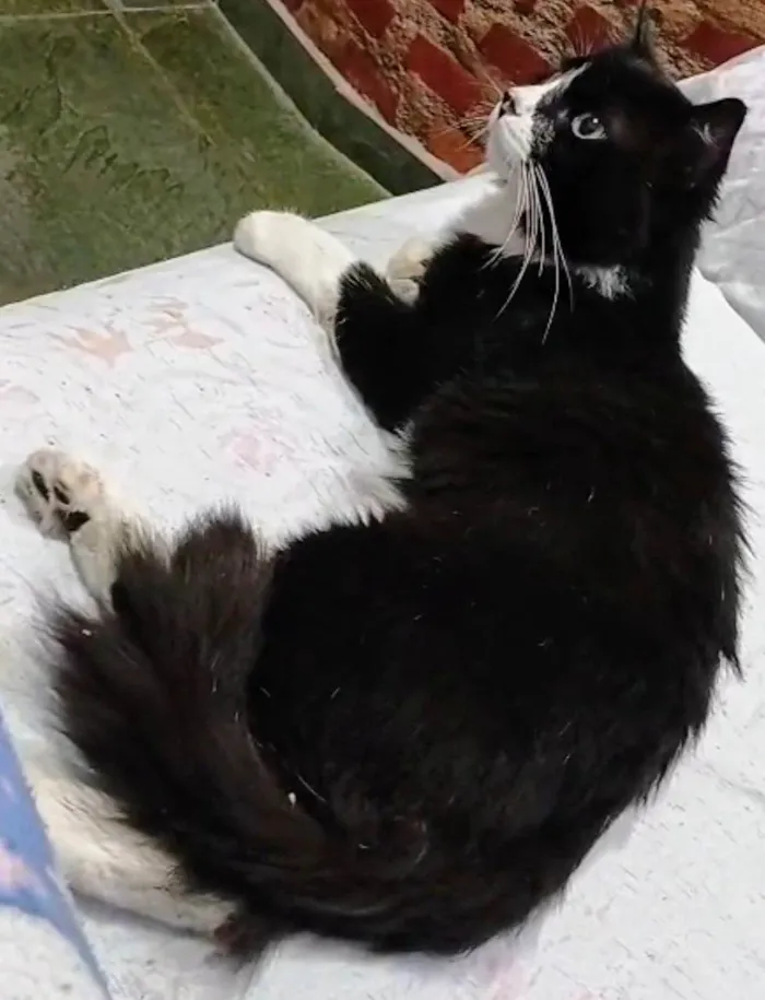 Gato ra a Angorá idade 2 anos nome Flow