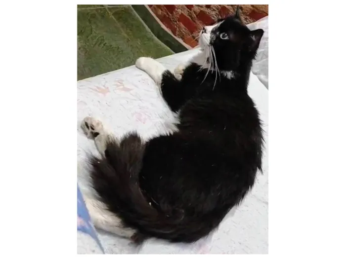 Gato ra a Angorá idade 2 anos nome Flow