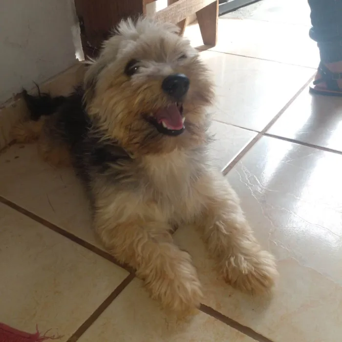 Cachorro ra a Shitzu idade 1 ano nome Toddy 