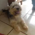 Toddy