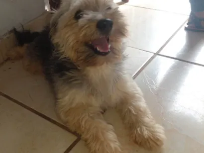 Cachorro raça Shitzu idade 1 ano nome Toddy 