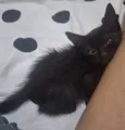 Gatinha