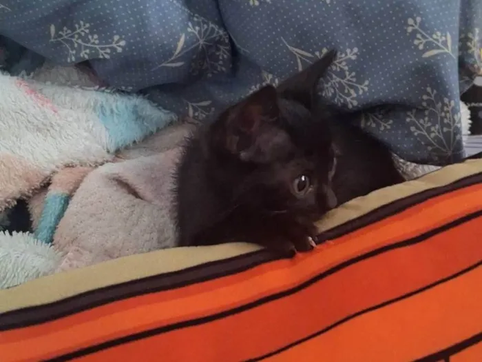 Gato ra a SRD-ViraLata idade Abaixo de 2 meses nome Gatinha