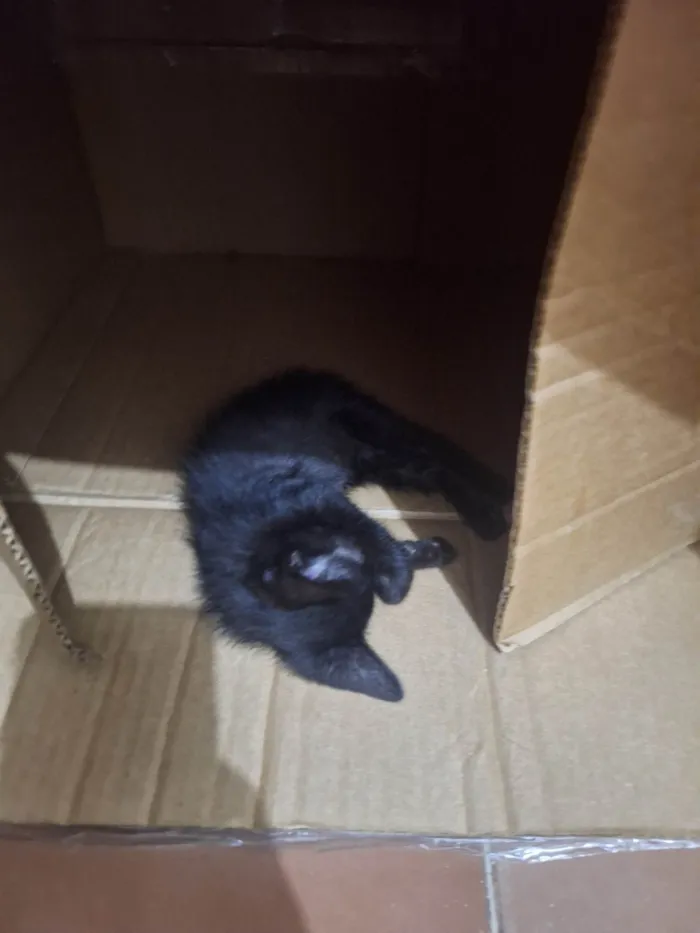 Gato ra a SRD-ViraLata idade Abaixo de 2 meses nome Gatinha