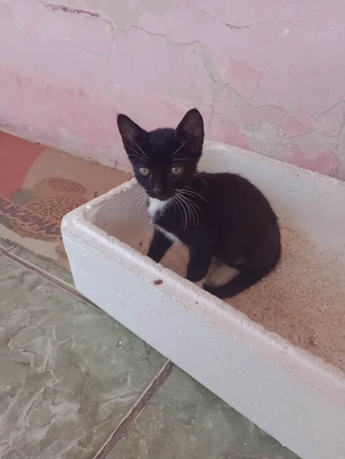 Gato ra a SRD-ViraLata idade 2 a 6 meses nome Sem nome