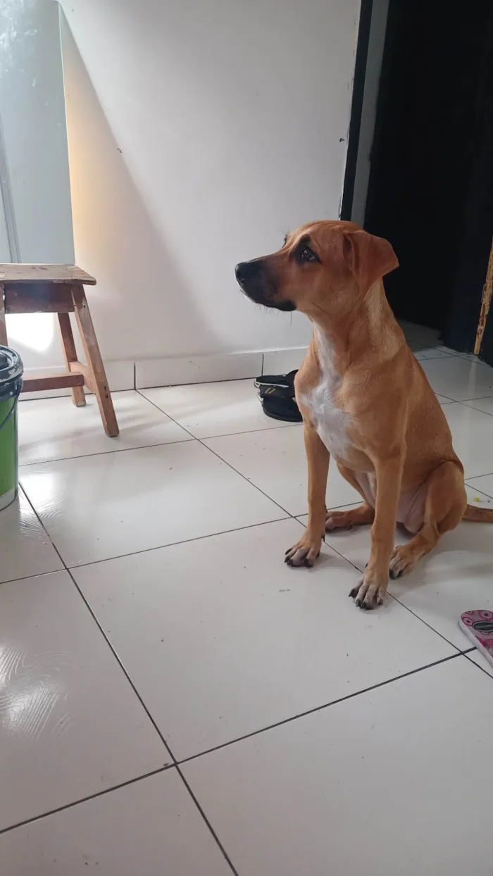 Cachorro ra a Labrador idade 2 a 6 meses nome Amora