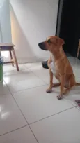 Amora