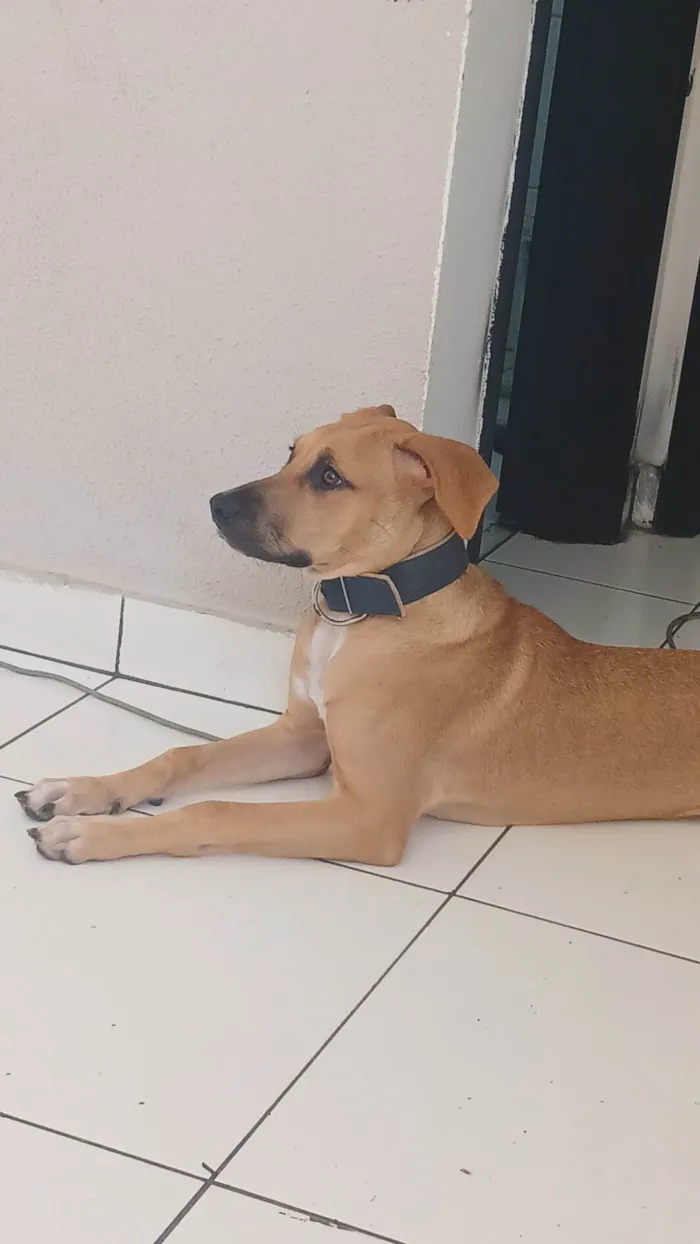 Cachorro ra a Labrador idade 2 a 6 meses nome Amora