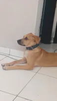 Amora