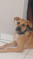 Amora