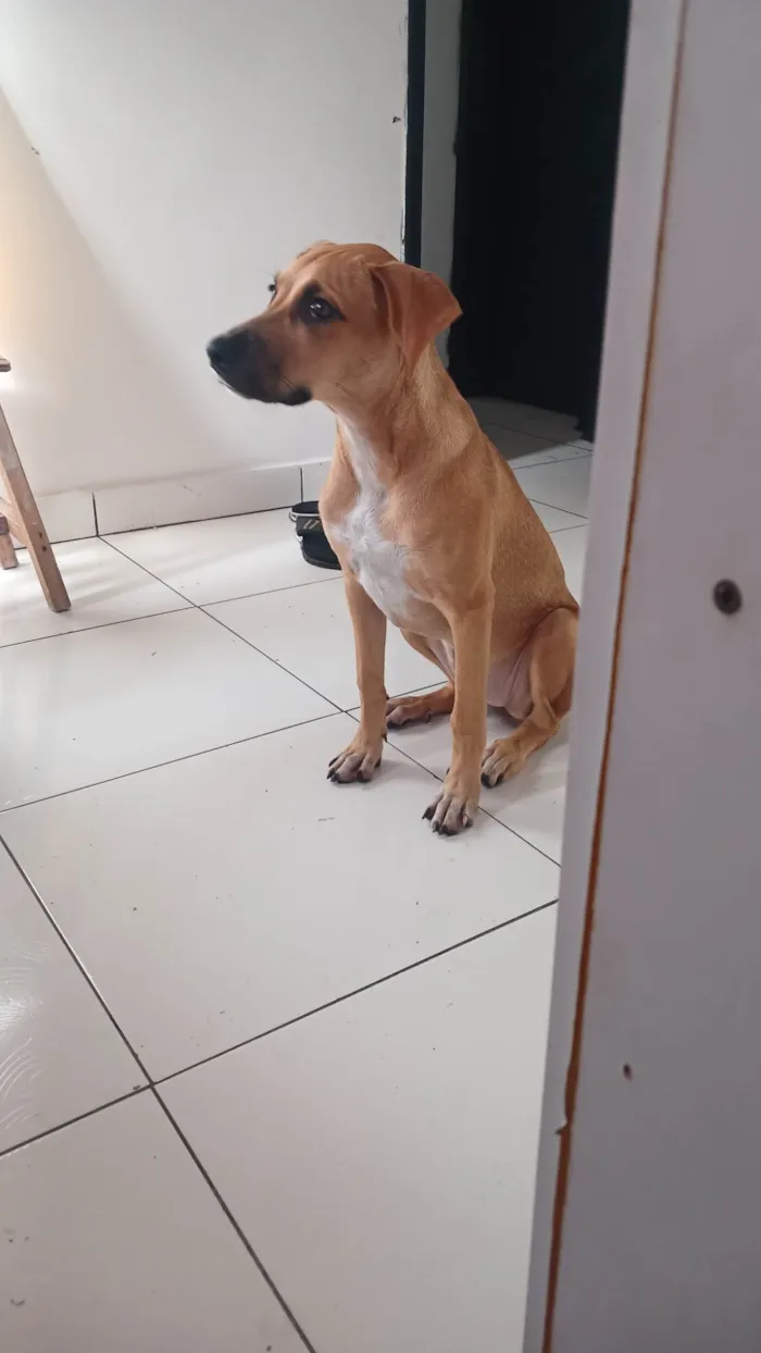 Cachorro ra a Labrador idade 2 a 6 meses nome Amora