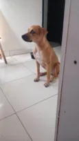 Amora