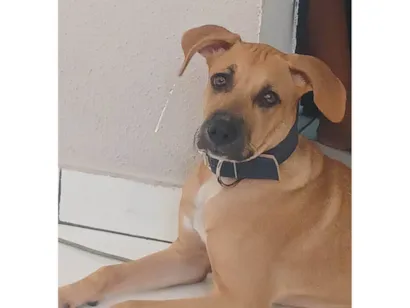 Cachorro raça Labrador idade 2 a 6 meses nome Amora