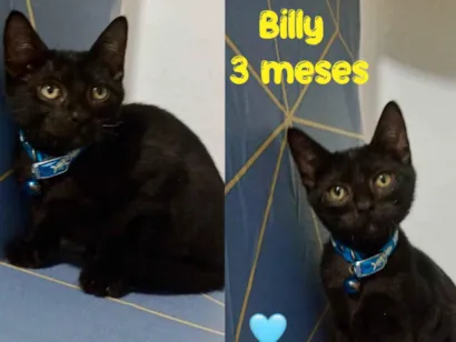 Gato raça SRD-ViraLata idade 2 a 6 meses nome Billy