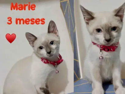 Gato raça SRD-ViraLata idade 2 a 6 meses nome Marie