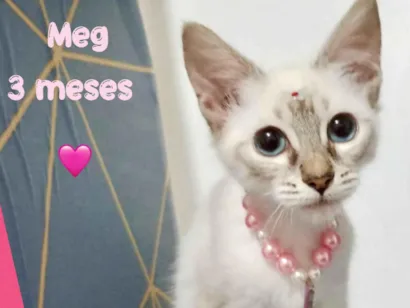 Gato raça SRD-ViraLata idade 2 a 6 meses nome Meg