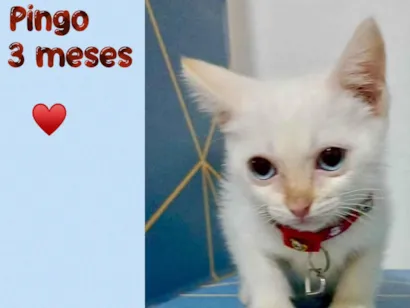 Gato raça SRD-ViraLata idade 2 a 6 meses nome Pingo