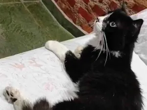 Gato raça Angorá idade 2 anos nome Flow