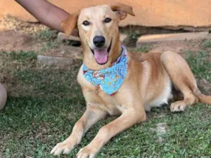 Cachorro raça SRD-ViraLata idade 1 ano nome Lorenzo 