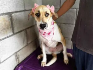 Cachorro raça SRD-ViraLata idade 4 anos nome Blanca