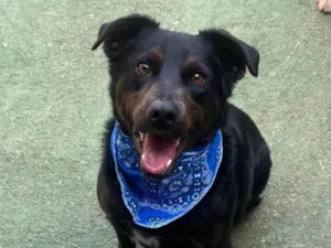 Cachorro raça SRD-ViraLata idade 4 anos nome Clay