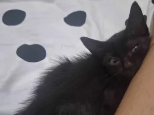 Gato raça SRD-ViraLata idade Abaixo de 2 meses nome Gatinha