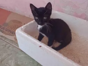 Gato raça SRD-ViraLata idade 2 a 6 meses nome Sem nome
