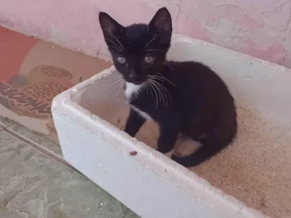 Gato raça SRD-ViraLata idade 2 a 6 meses nome Sem nome