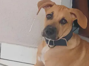 Cachorro raça Labrador idade 2 a 6 meses nome Amora