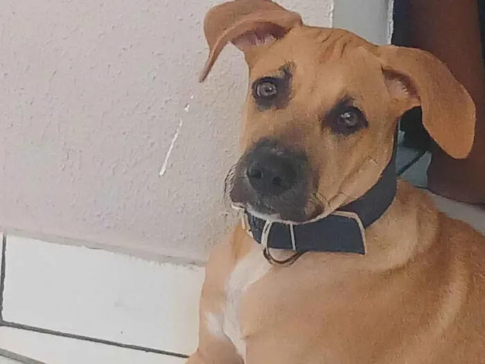 Cachorro ra a Labrador idade 2 a 6 meses nome Amora