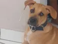 Amora