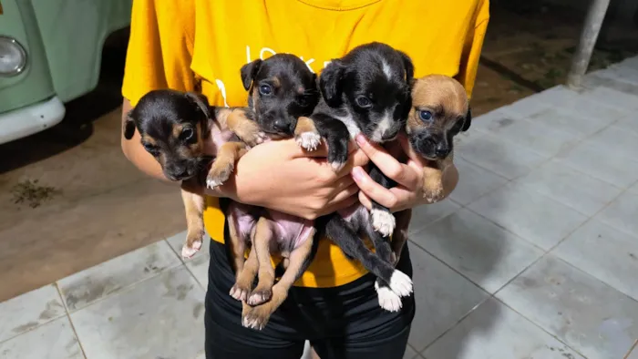 Cachorro ra a SRD-ViraLata idade Abaixo de 2 meses nome Sem nome 