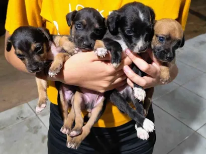 Cachorro raça SRD-ViraLata idade Abaixo de 2 meses nome Sem nome 