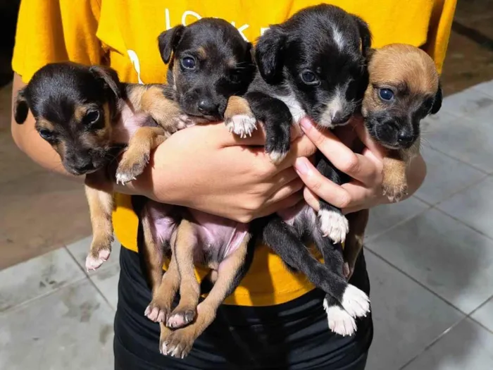 Cachorro ra a SRD-ViraLata idade Abaixo de 2 meses nome Sem nome 