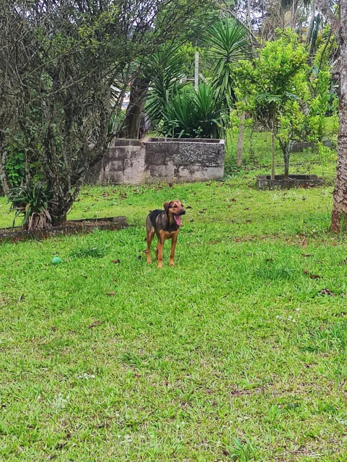 Cachorro ra a SRD-ViraLata idade 4 anos nome Zuri