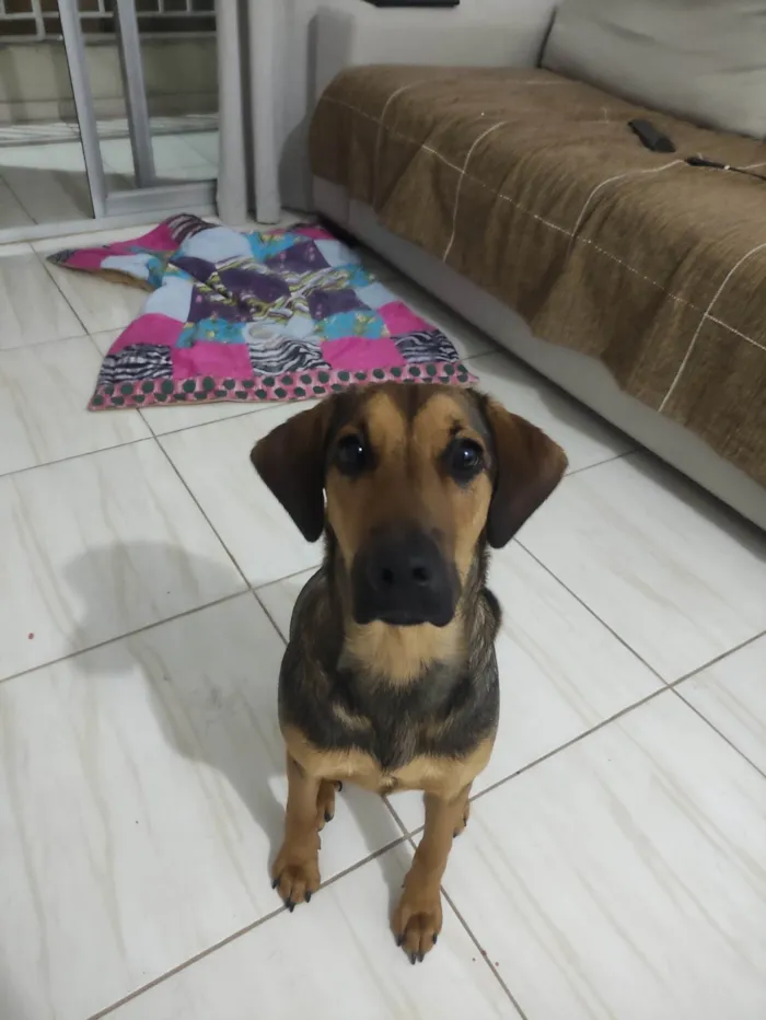 Cachorro ra a SRD-ViraLata idade 4 anos nome Zuri