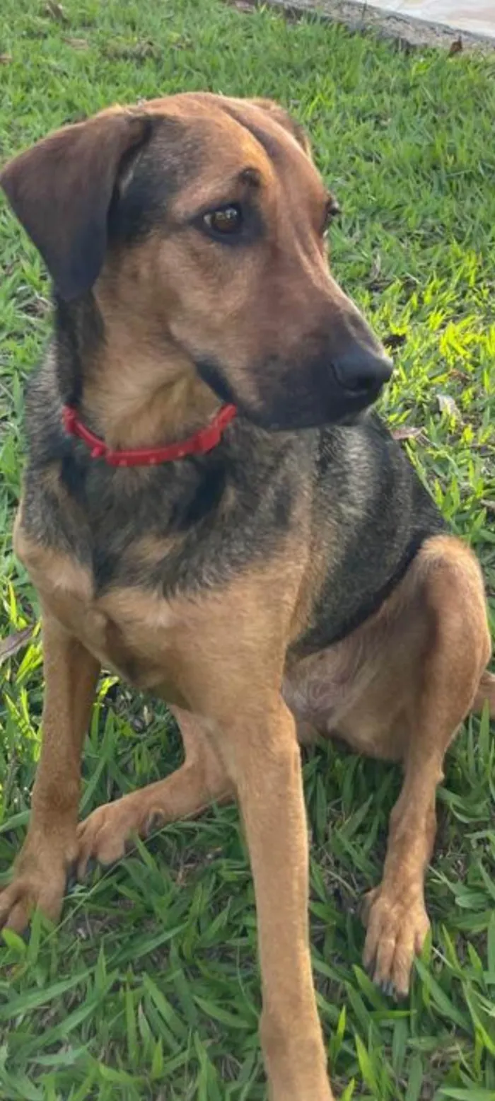 Cachorro ra a SRD-ViraLata idade 4 anos nome Zuri